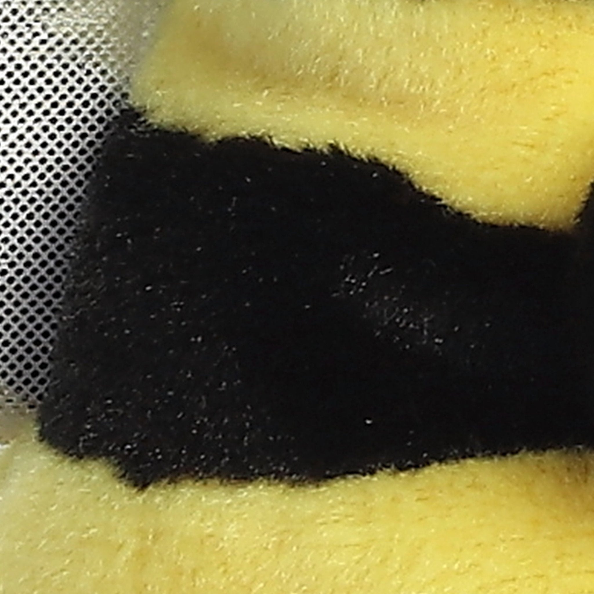 Palm Pals Queeny Bee 5" Toy - Image 6