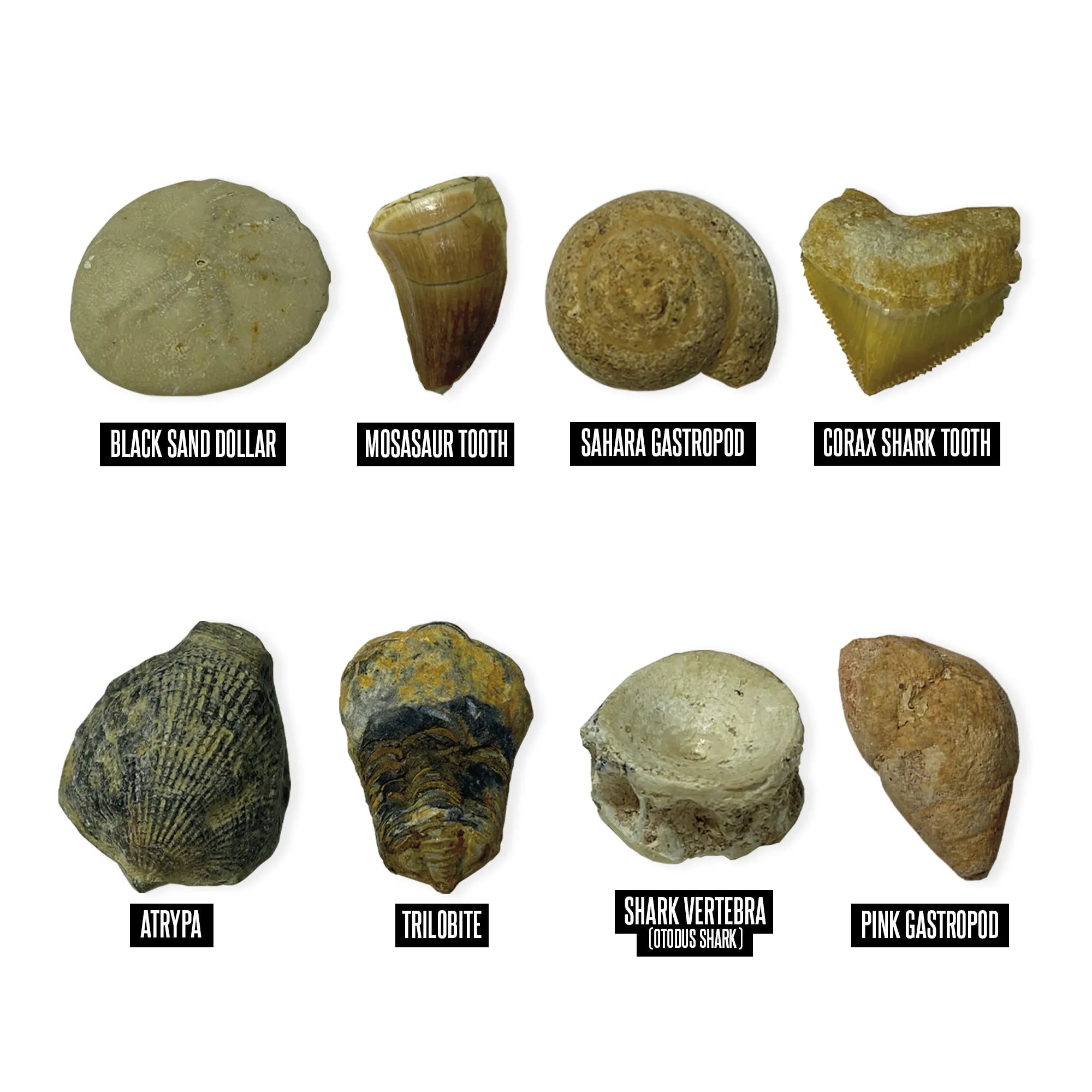 Educational Insights GeoSafari® Fossil Excavation Kit Brush - Image 3